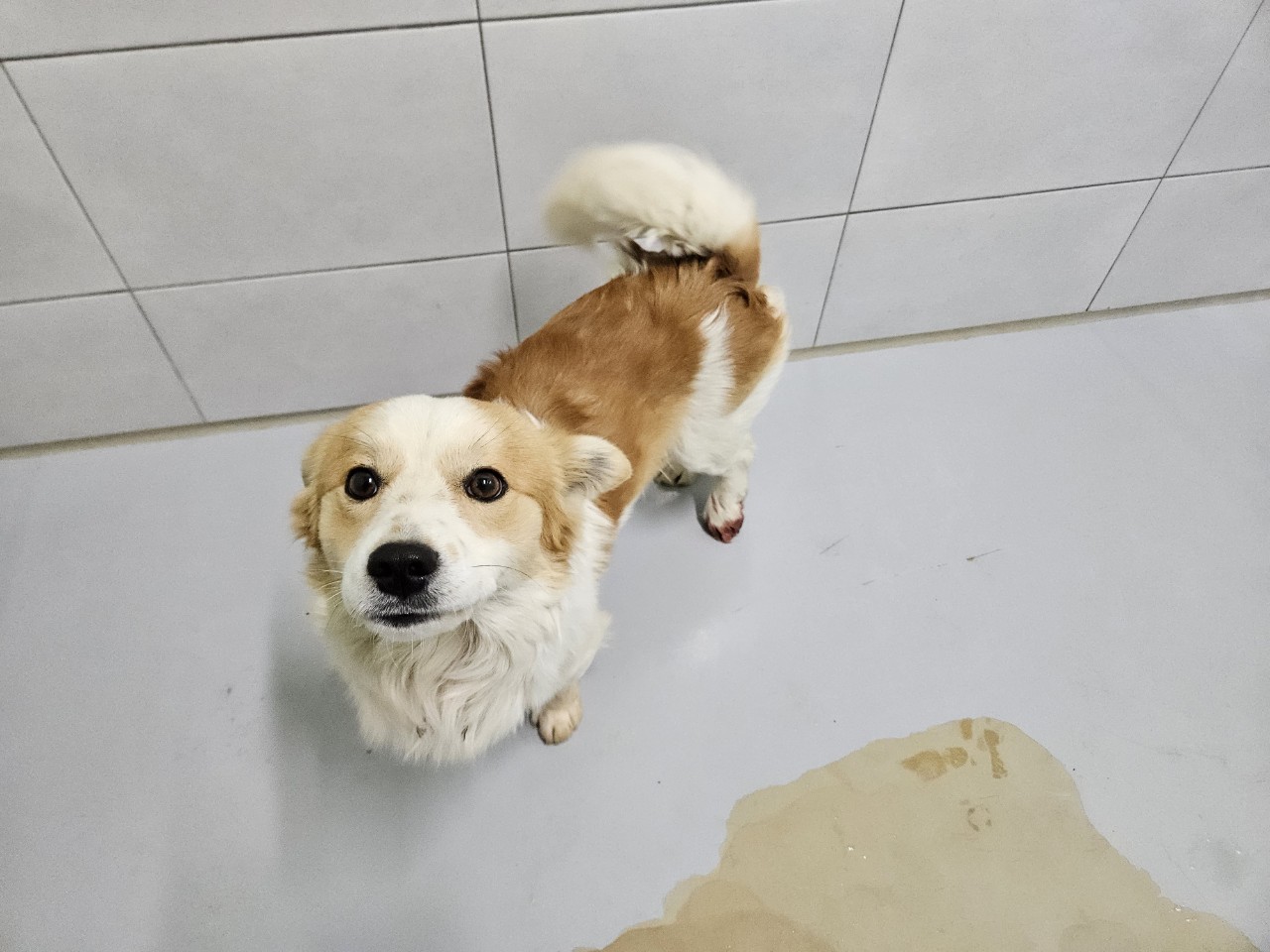 아산동물복지지원센터_444452202400078